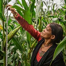 Woman mesuring height of corn plant.